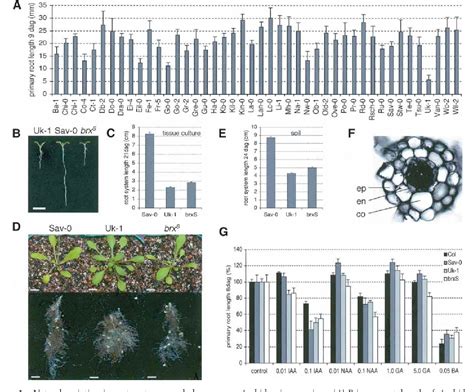 celine radix|Natural genetic variation in Arabidopsis identifies BREVIS RADIX, .